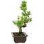 Pinus parviflora, 22 cm, ± 12 years old