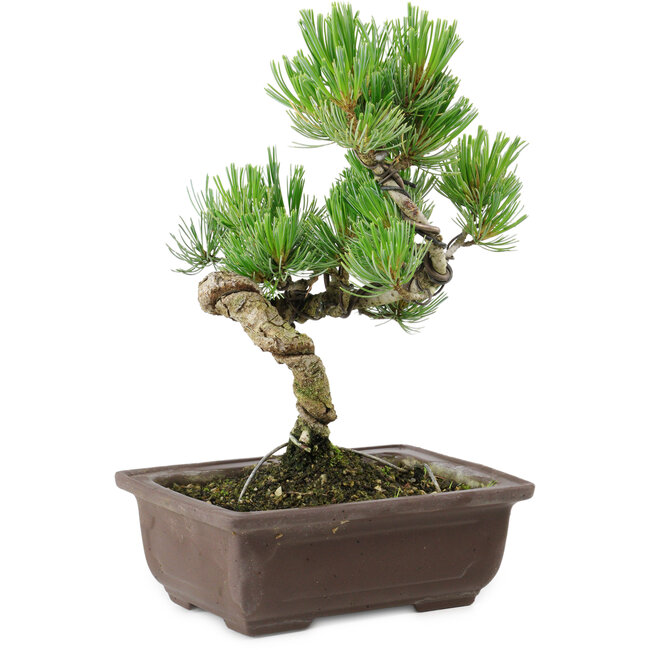 Pinus parviflora, 22 cm, ± 12 years old
