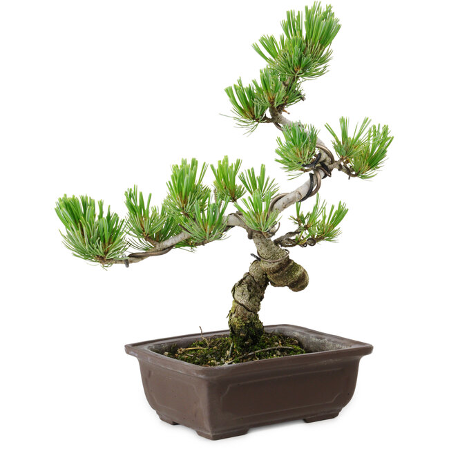 Pinus parviflora, 22 cm, ± 12 años de edad