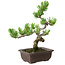 Pinus parviflora, 22 cm, ± 12 years old