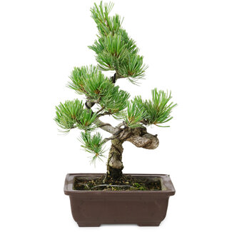 Pinus parviflora, 22 cm, ± 12 ans