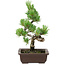 Pinus parviflora, 22 cm, ± 12 Jahre alt