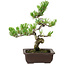Pinus parviflora, 22 cm, ± 12 anni