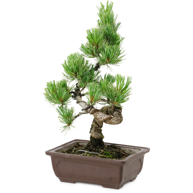 Pinus parviflora, 22 cm, ± 12 anni