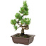 Pinus parviflora, 22 cm, ± 12 anni