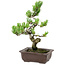 Pinus parviflora, 22 cm, ± 12 ans