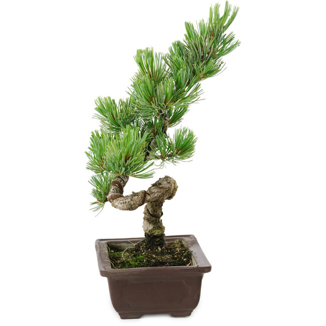 Pinus parviflora, 22 cm, ± 12 years old