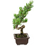 Pinus parviflora, 22 cm, ± 12 ans