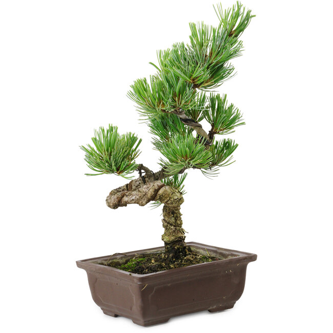 Pinus parviflora, 22 cm, ± 12 ans
