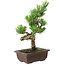 Pinus parviflora, 22 cm, ± 12 ans