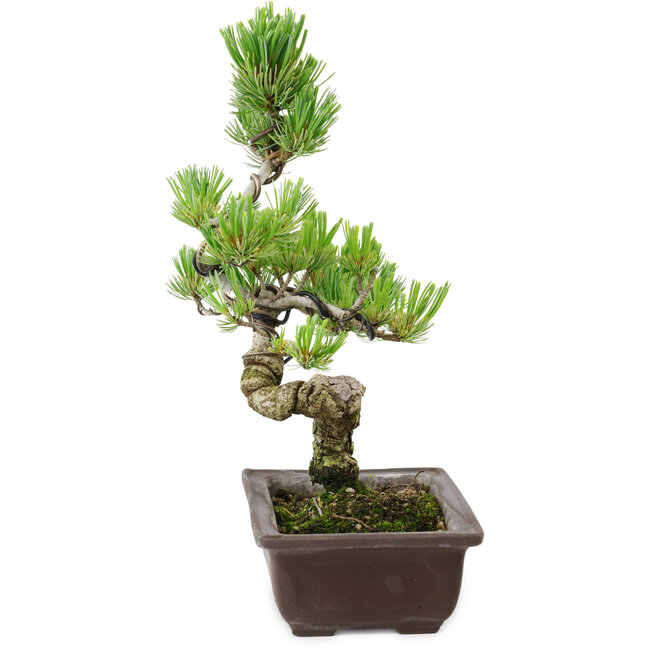 Pinus parviflora, 22 cm, ± 12 años de edad