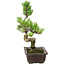 Pinus parviflora, 22 cm, ± 12 Jahre alt
