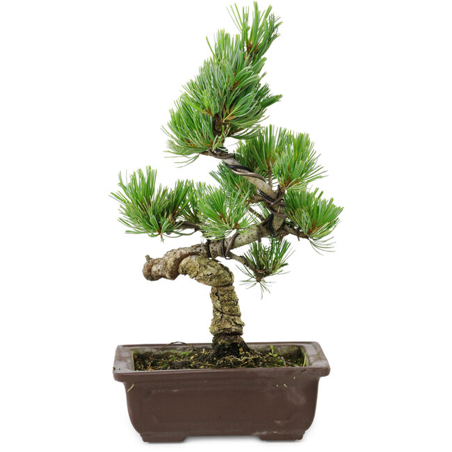 Pinus parviflora, 22 cm, ± 12 jaar oud