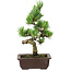 Pinus parviflora, 22 cm, ± 12 Jahre alt