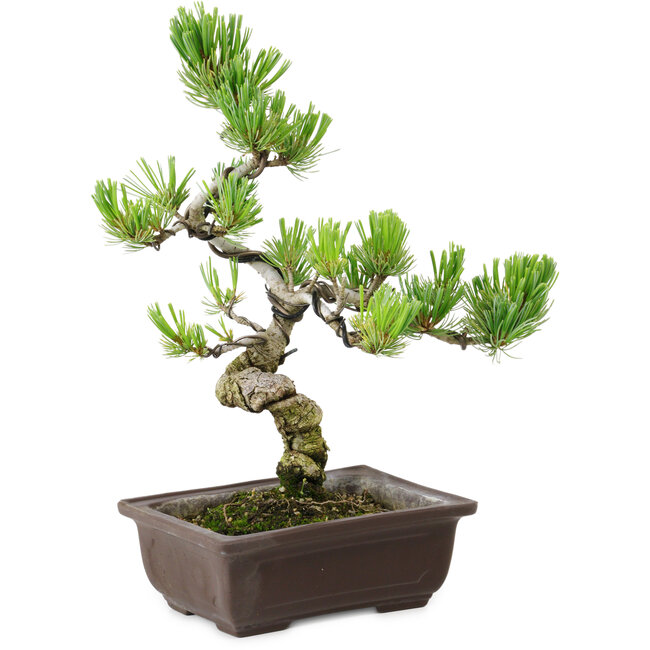 Pinus parviflora, 22 cm, ± 12 years old
