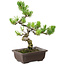 Pinus parviflora, 22 cm, ± 12 anni