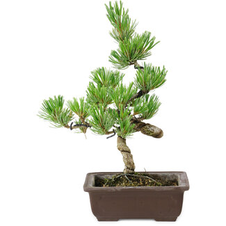 Pinus parviflora, 22 cm, ± 12 Jahre alt