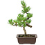 Pinus parviflora, 22 cm, ± 12 años de edad