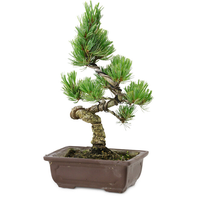 Pinus parviflora, 22 cm, ± 12 años de edad