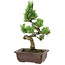 Pinus parviflora, 22 cm, ± 12 años de edad
