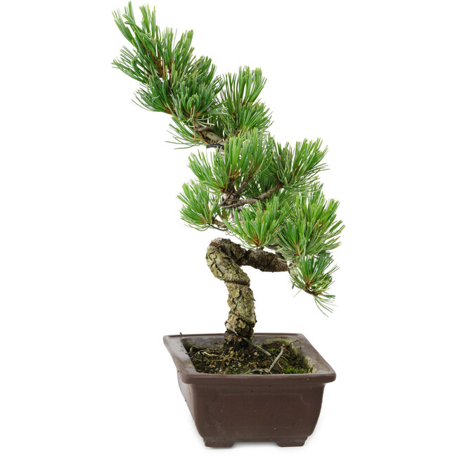 Pinus parviflora, 22 cm, ± 12 jaar oud