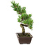 Pinus parviflora, 22 cm, ± 12 jaar oud