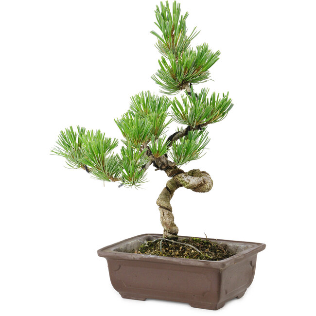 Pinus parviflora, 22 cm, ± 12 anni