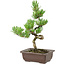 Pinus parviflora, 22 cm, ± 12 anni