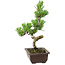 Pinus parviflora, 22 cm, ± 12 años de edad