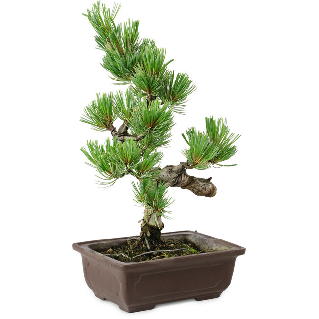Pinus parviflora, 22 cm, ± 12 años de edad