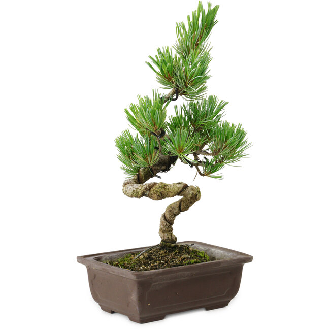 Pinus parviflora, 22 cm, ± 12 Jahre alt