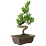 Pinus parviflora, 22 cm, ± 12 jaar oud