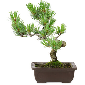 Pinus parviflora, 22 cm, ± 12 anni