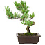 Pinus parviflora, 22 cm, ± 12 años de edad