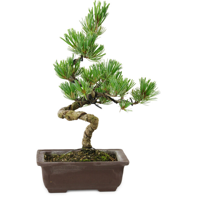 Pinus parviflora, 22 cm, ± 12 years old