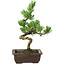 Pinus parviflora, 22 cm, ± 12 ans