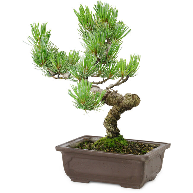 Pinus parviflora, 22 cm, ± 12 Jahre alt