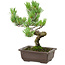 Pinus parviflora, 22 cm, ± 12 anni
