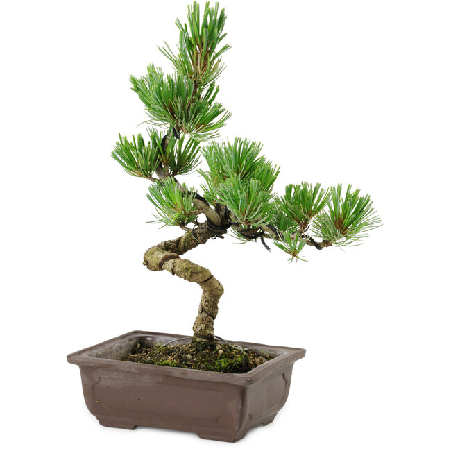 Pinus parviflora, 22 cm, ± 12 años de edad