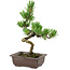 Pinus parviflora, 22 cm, ± 12 years old