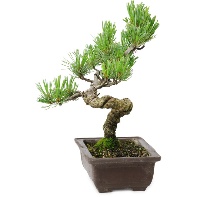 Pinus parviflora, 22 cm, ± 12 ans