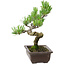 Pinus parviflora, 22 cm, ± 12 Jahre alt