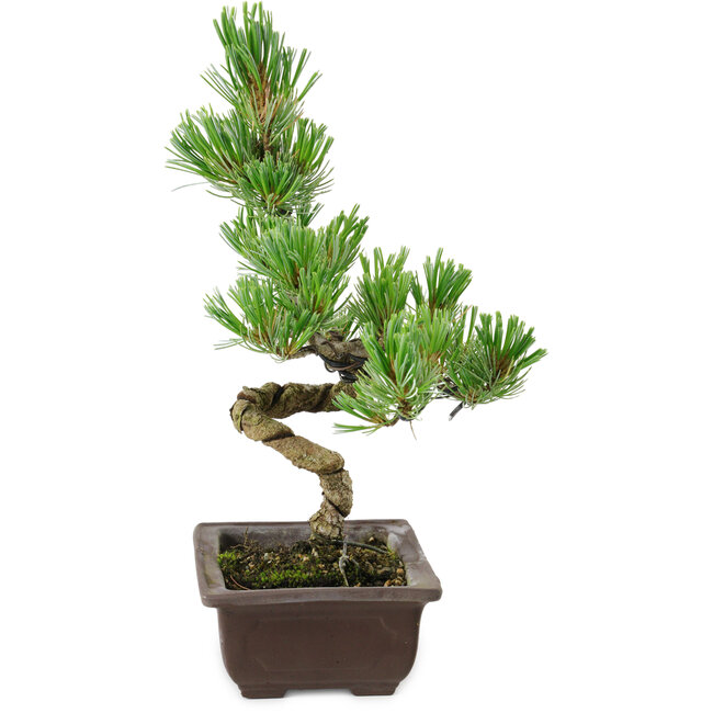 Pinus parviflora, 22 cm, ± 12 Jahre alt