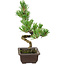 Pinus parviflora, 22 cm, ± 12 años de edad