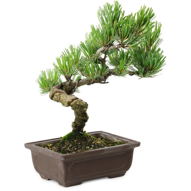 Pinus parviflora, 22 cm, ± 12 Jahre alt
