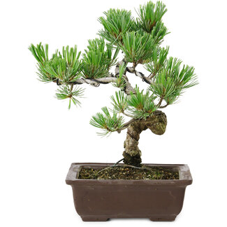 Pinus parviflora, 22 cm, ± 12 Jahre alt