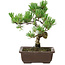 Pinus parviflora, 22 cm, ± 12 anni