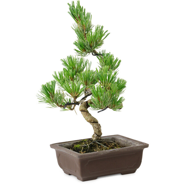 Pinus parviflora, 22 cm, ± 12 años de edad