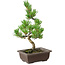 Pinus parviflora, 22 cm, ± 12 ans