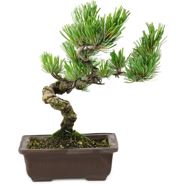 Pinus parviflora, 22 cm, ± 12 jaar oud
